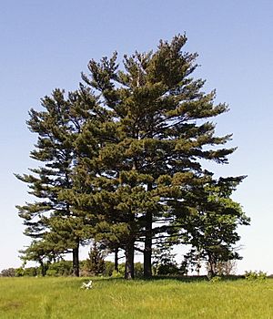 Pinus strobus trees.jpg