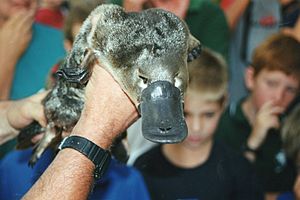 Platypus in Geelong