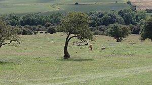 Port Lympne (57)