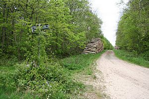 Potterhanworth Wood - geograph.org.uk - 425027