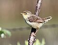 Prinia Drakensberg 2011 12 13 07 33 44 7225 Cedara