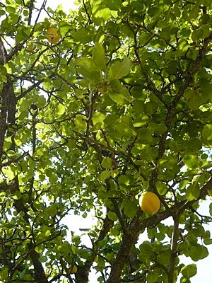 Prunus ursina.jpg