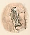 Ptyonoprogne obsoleta 1894