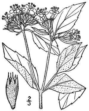 Pycnanthemum incanum var incanum BB-1913.png