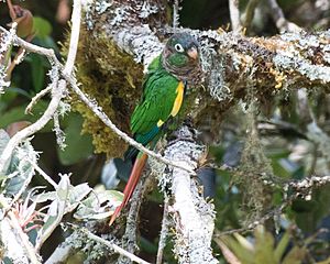 Pyrrhura calliptera - Reserva Bosque Guajira.jpg