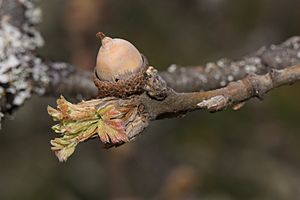 Quercus garryana 3786