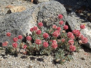 Raspberry buckwheat, Eriogonum gracilipes (17418784296).jpg