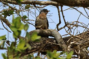 Red-chested cuckoo (Cuculus solitarius) female