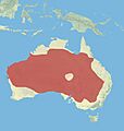 Red kangaroo