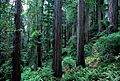 Redwood slope