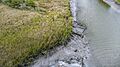 Remnants of wooden pilings and planks from Pagan Creek Dyke (Causeway)
