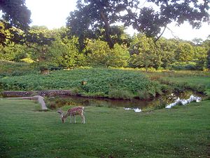 River Lin in Bradgate Park - geograph.org.uk - 1475085