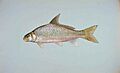 River carpsucker fish carpoides carpio