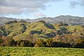 Rolling hills of the Napa valley