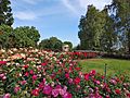 Rose Garden at Huntington Library in Pasadena, California. April 2022 20220418 160351