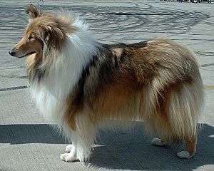 What Type of Collie Was Lassie? The True Story Behind the Famous Collie