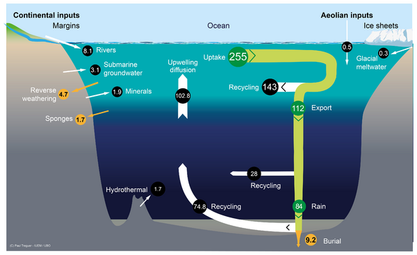 Silicon cycle and balance in the modern world ocean