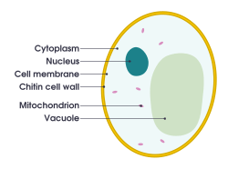 Simple diagram of yeast cell (en).svg