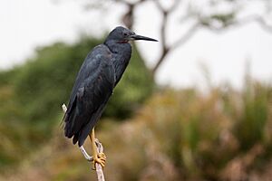 Slaty Egret Egretta vinaceigula.jpg