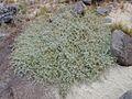 Starr 031007-2051 Atriplex semibaccata