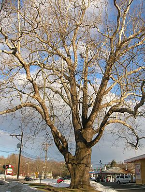 Sycamore Tree in Bethel, CT - January 5, 2011