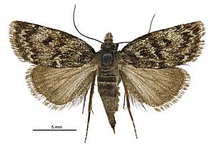 Tauroscopa gorgopis female.jpg