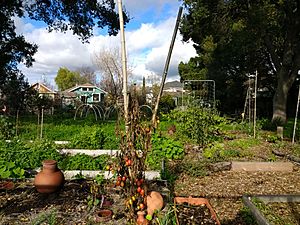 Temescal Community Garden