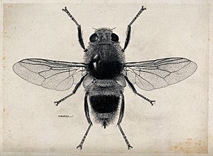 The ox warble fly (Hypoderma bovis). Pen and ink drawing by Wellcome V0022585.jpg