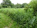 Thelnetham Fen 3