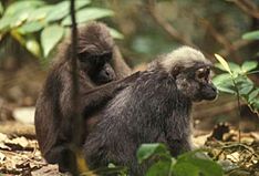 Toilettage macaca maura