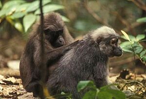 Toilettage macaca maura