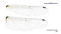 Tonyosynthemis claviculata male wings (34252119373)