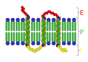 Transmembrane receptor
