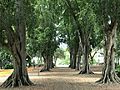 Tree lined avenue at the City Botanic Gardens, Brisbane