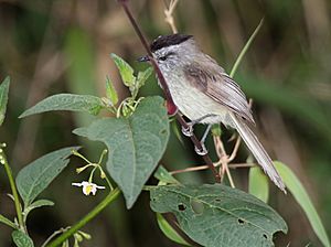 Unstreaked Tit-tyrant (Anairetes agraphia).jpg