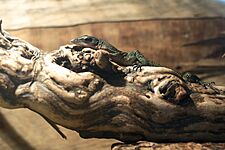 Varanus jobiensis on log