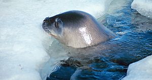 Weddell Seal Facts for Kids