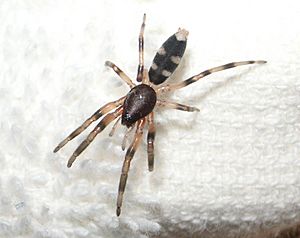 White-tailed spider.JPG