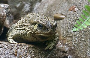 Woodhouse's toad
