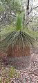 Xanthorrhoea with full leaf skirt