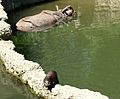 Zoo Basel otter with rhino