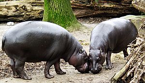 Zwergflusspferd - Pygmy Hippopotamus - Hexaprotodon liberiensis