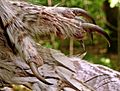 Šumska sova (Strix aluco), kandže; Tawny Owl claws