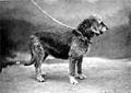 1879 Otterhound