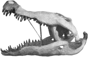 1954-Colbert-Bird-Phobosuchus