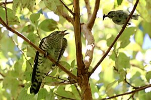A Juvenile Shining Cuckoo being fed by a Grey Warbler