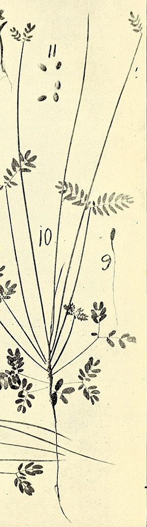 Acacia juncifolia (14592121100).jpg