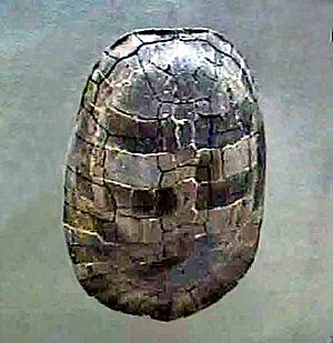 Adocidae - Adocus punctatus