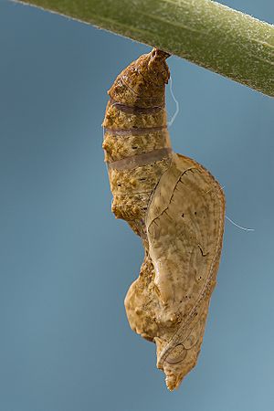 Agraulis vanillae (Nymphalidae) (16479961766)