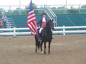 American Morgan Horse